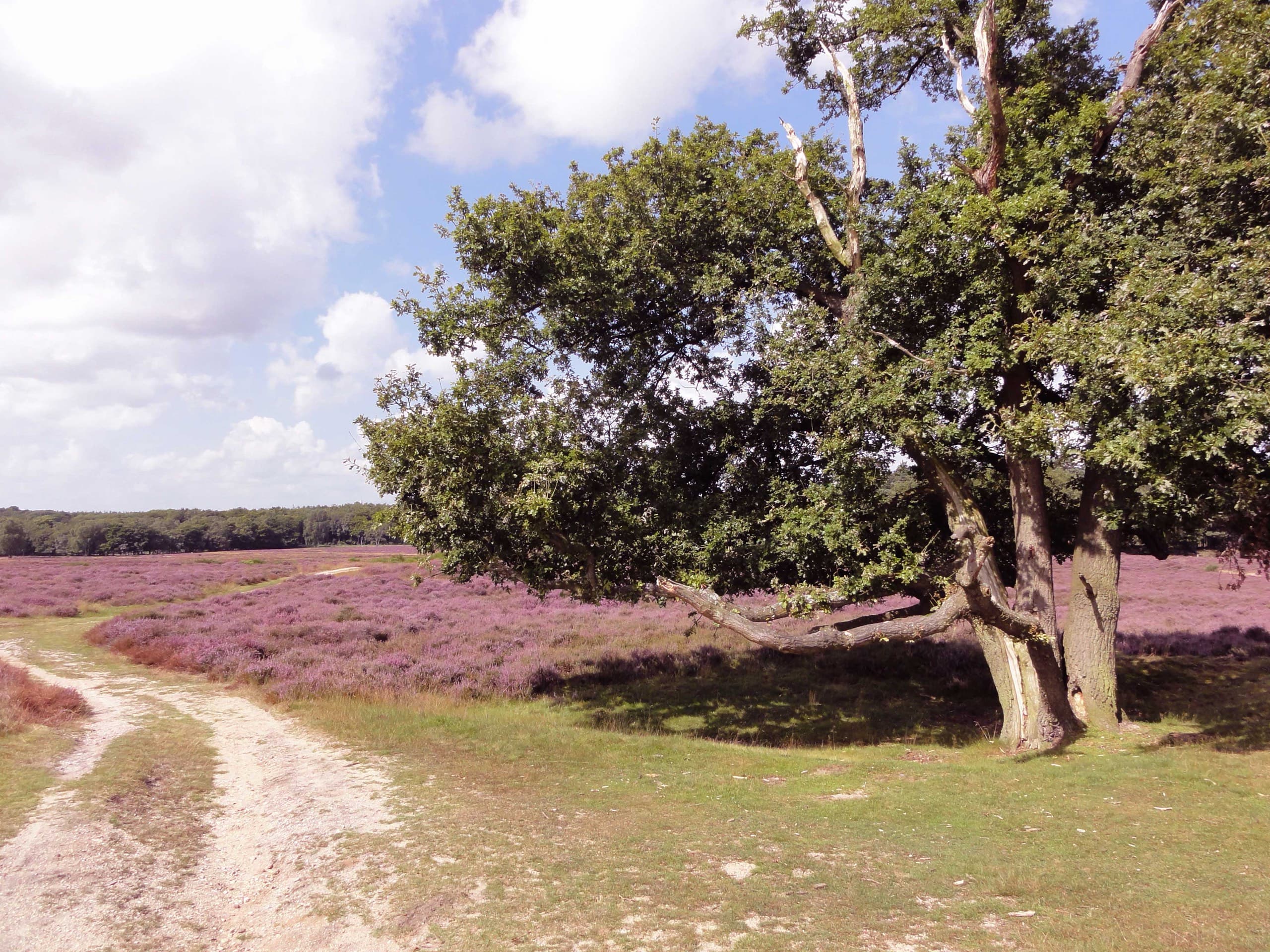 Bloeiende heide op de Tafelbergheide tussen Huizen en Laren, met een oude eik