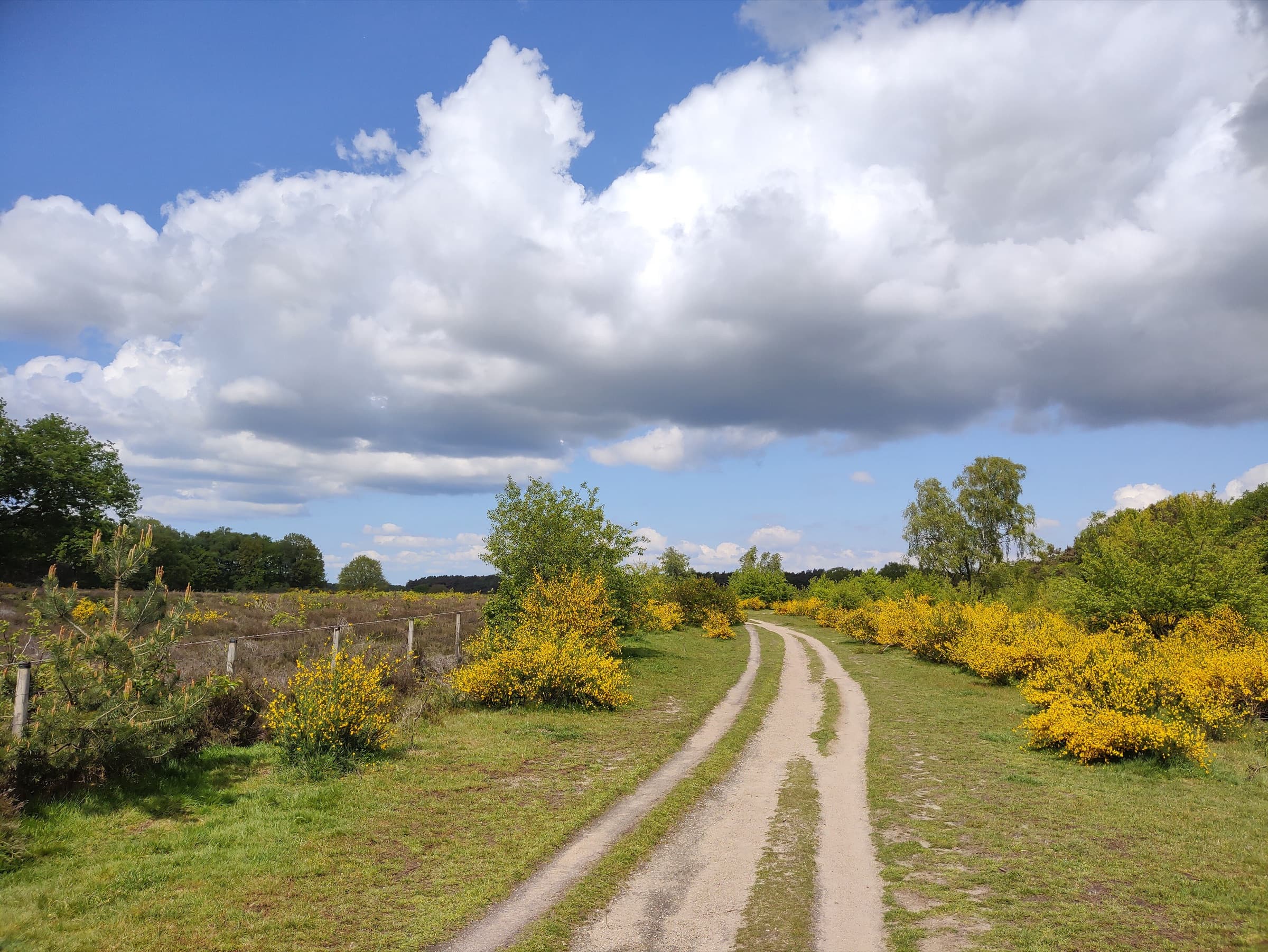 Zandpad langs de Westerheide bij Laren, omzoomd door geel bloeiende brem, onder een blauwe lucht met grote witte stapelwolken