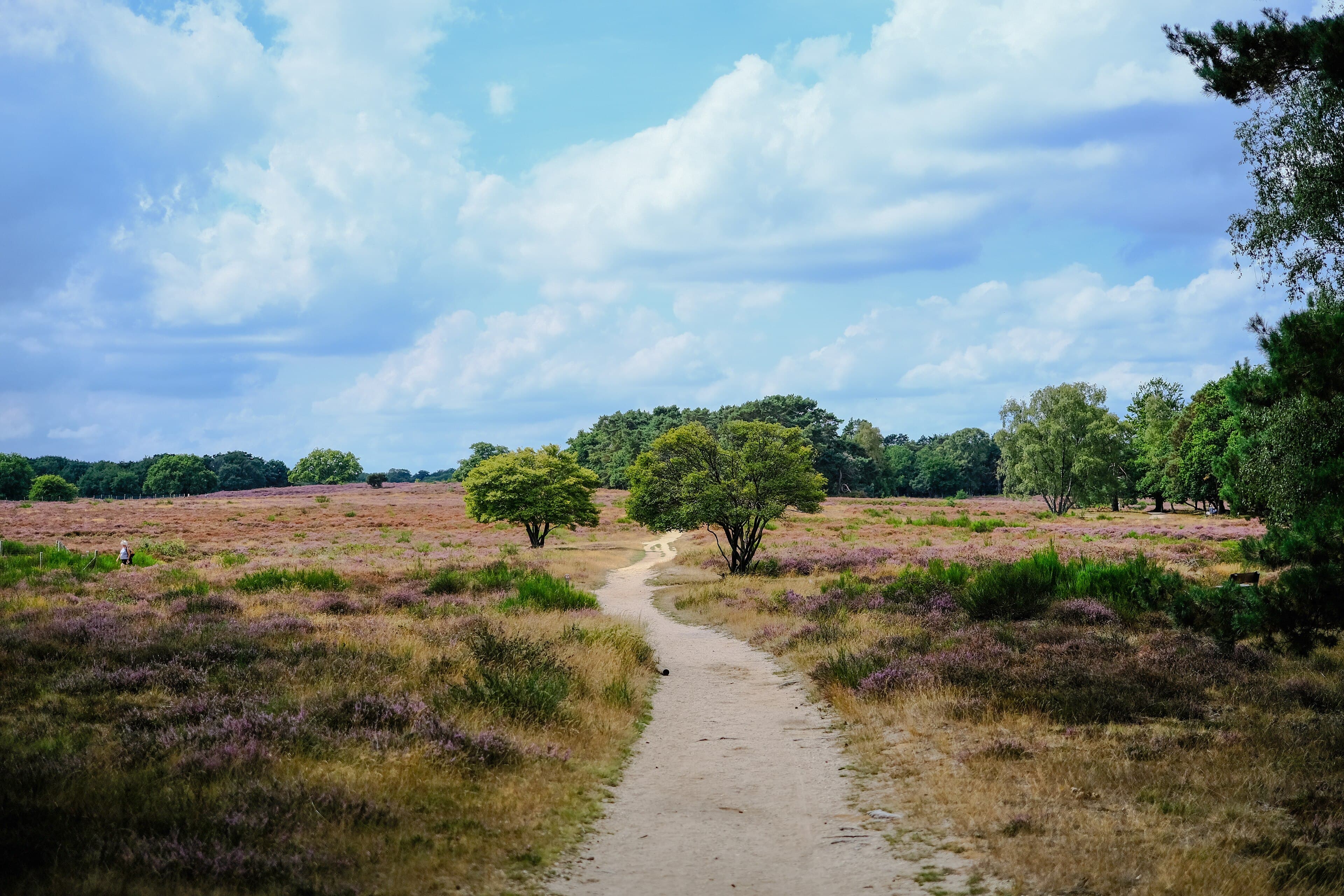 Zandpad tussen bloeiende paarse heide op de Tafelbergheide, met een houten bankje tussen het struikgewas en bomen op de achtergrond